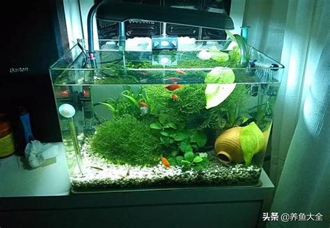 小魚缸適合養什麼魚